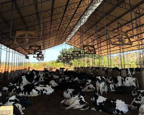 Produtores enfrentam até 26 piques de energia por dia, acumulam prejuízos e denunciam a Cemig