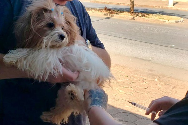 Prefeitura quer imunizar 28 mil cães e gatos contra a raiva; veja datas e locais de vacinação