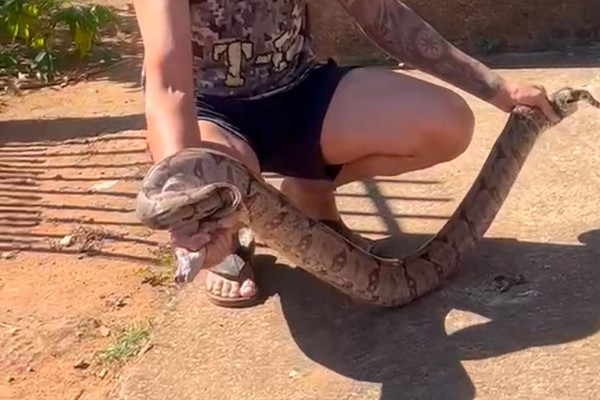 Moradores se assustam com jiboia no perímetro urbano de Varjão de Minas; vereador capturou o animal