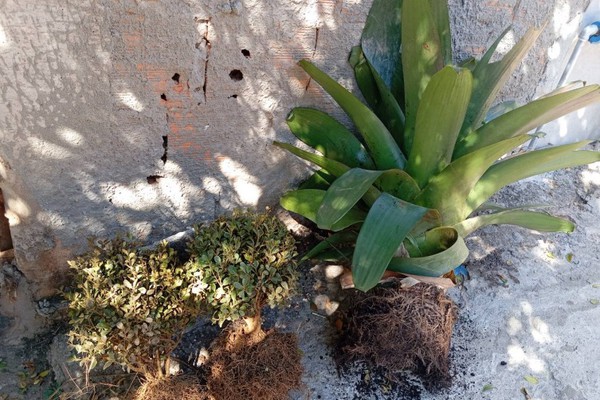 Homem é preso em flagrante por furtar bromélias, buxinhos e palmeiras de salão de eventos