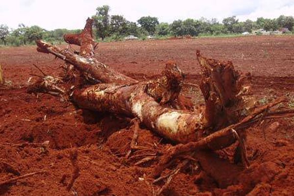PM flagra desmatamento irregular no Noroeste de Minas e lavra multa de R$ 666 mil