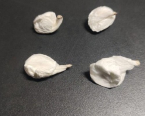 Justiça manda prender acusado de ameaçar a ex e policiais encontram droga e simulacro de arma