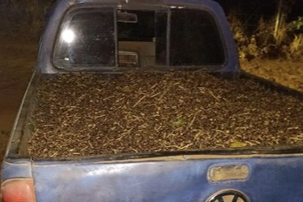 Funcionário é preso por furtar café avaliado em R$16 mil em fazenda de Patrocínio