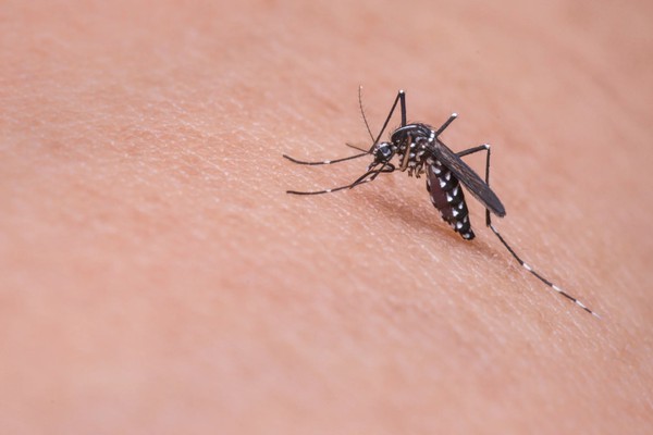 Prefeitura confirma mais 438 casos de dengue e número de mortes pela doença sobe para 4
