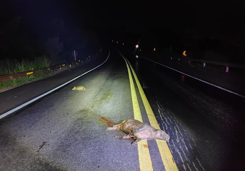 Motorista atropela capivaras na BR 352, sai da pista e acaba ferido em Patos de Minas