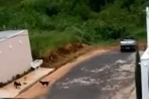 Moradora flagra motorista abandonando cães em rua sem saída de Patos de Minas 