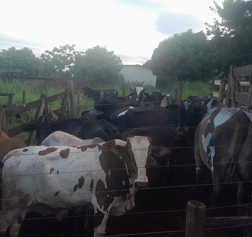 Gado furtado na região é encontrado em fazenda em Uberlândia; suspeito foi preso