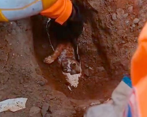 Após 14 horas de angústia, bombeiros resgatam gatinho de estimação que ficou preso em cano