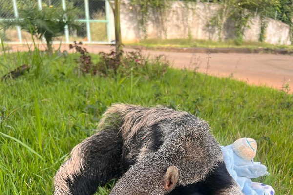 Emocionante: filhote de tamanduá é resgatado grudado à mãe morta no meio de estrada