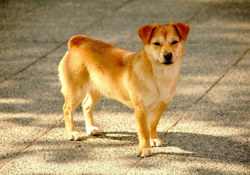 Justiça condena clínica veterinária a indenizar tutora por fuga de cachorro em Patos de Minas