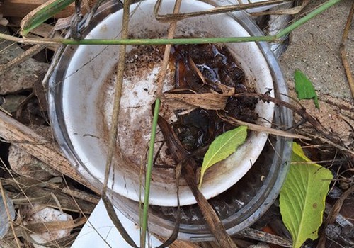 Levantamento aponta risco médio de infestação de Dengue e Dia D de combate ao mosquito é marcado para sábado