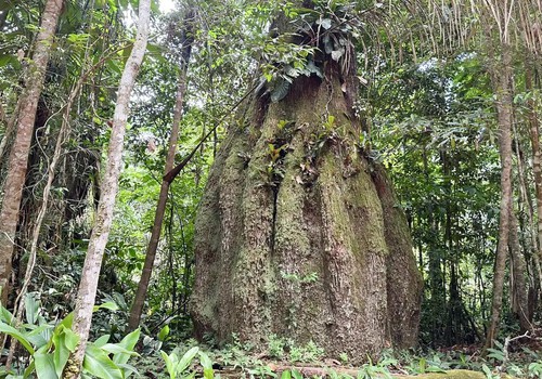 Congresso terá sete em cada dez parlamentares contra agenda ambiental