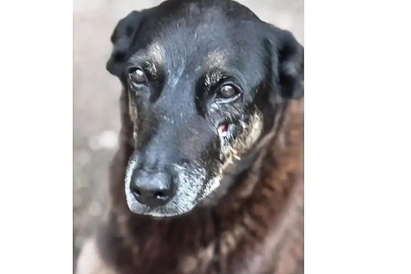 Caso Orelha: o que se sabe até agora sobre a morte do cão em SC