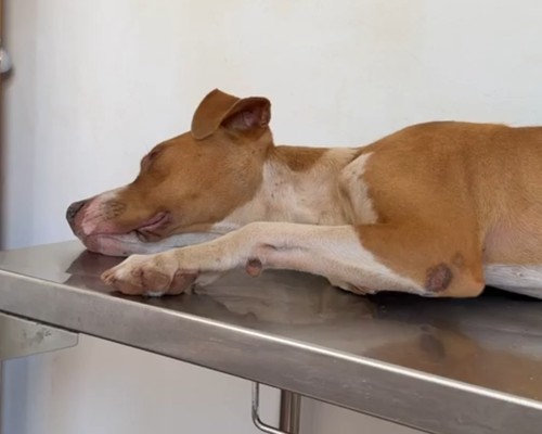 Surto de doença viral canina preocupa tutores e mobiliza veterinários em Patos de Minas