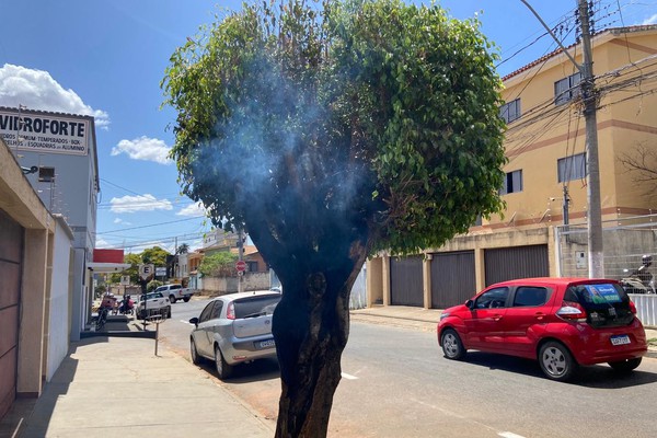 Inacreditável! Árvore verdinha aparece em chamas bem no centro de Patos de Minas