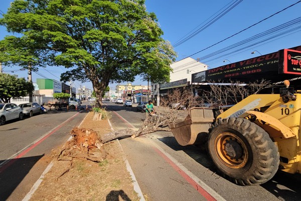 Cortes de árvores comprometidas deixa o trânsito interditado nesta manhã na avenida Paranaíba