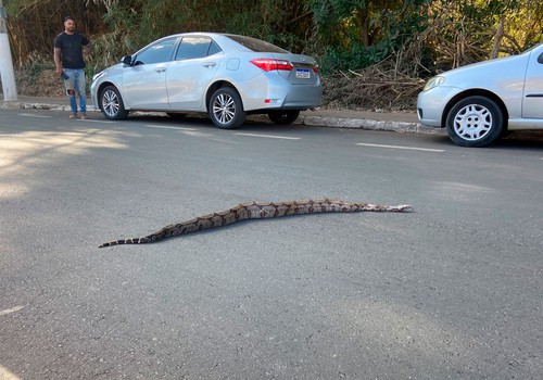 Moradores param o trânsito para jiboia atravessar avenida em Patos de Minas