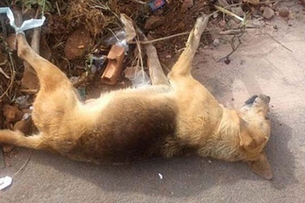 Cães de rua são encontrados mortos em Rio Paranaíba; PM suspeita de envenenamento