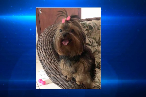 Família está desesperada em busca de cadelinha que desapareceu no Bairro Brasil