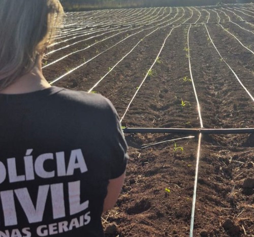 Polícia Civil descobre estrutura avançada de plantio de maconha em Unaí