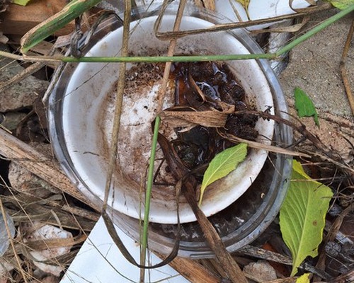 Levantamento aponta risco médio de infestação de Dengue e Dia D de combate ao mosquito é marcado para sábado