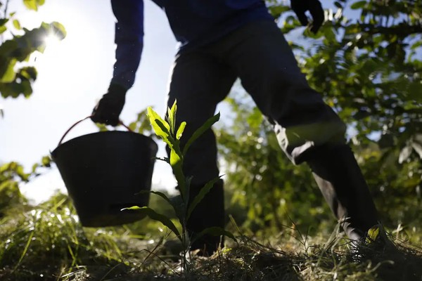 Governo apresenta plano para desenvolver bioeconomia no país