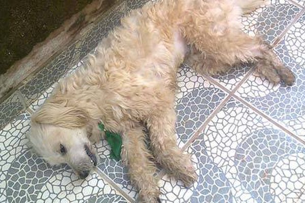 Extermínio de mais de 30 cães vira caso de polícia na cidade de Rio Paranaíba