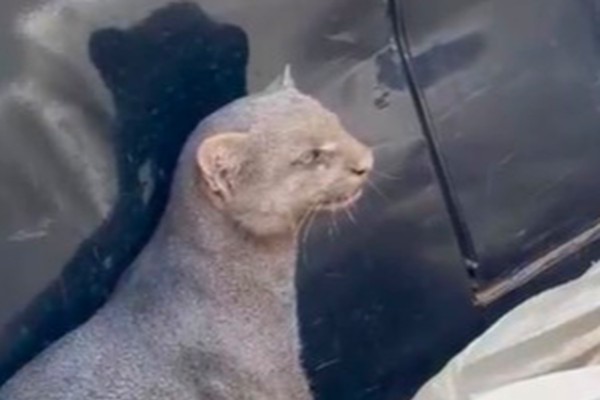 Gato-mourisco invade casa em Presidente Olegário para fugir de ataque de cães e dá trabalho à Polícia Militar