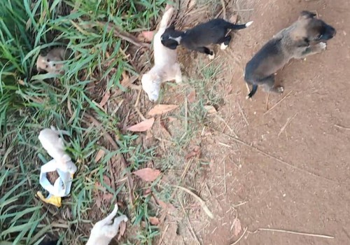 Mais uma ninhada de cães é abandonada e morador busca famílias para adoção