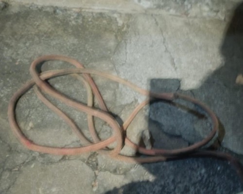 Gestante diz que foi agredida após flagrar o ex-marido praticando zoofilia com o cachorro na cama; ele foi preso e o cão morto a tiro