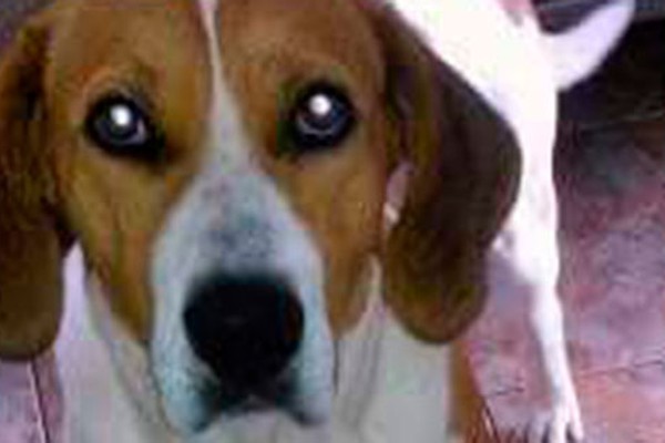 Família pede ajuda para encontrar cachorro desaparecido nas imediações do Bairro Califórnia