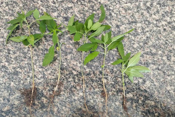 Operação policial desarticula cultivo de maconha em fazenda de Lagoa Formosa
