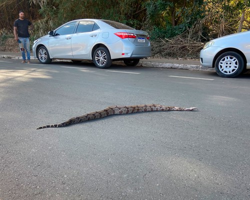 Moradores param o trânsito para jiboia atravessar avenida em Patos de Minas