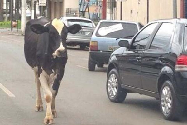 Motorista flagra vaca caminhando tranquilamente pela principal rua de Patos de Minas