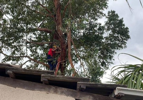 Bombeiros cortam galho que caiu sobre casa e alertam moradores para manutenção de árvores