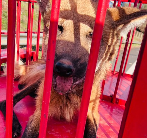 Bombeiros resgatam lobo-guará debilitado às margens da BR-464, em Sacramento