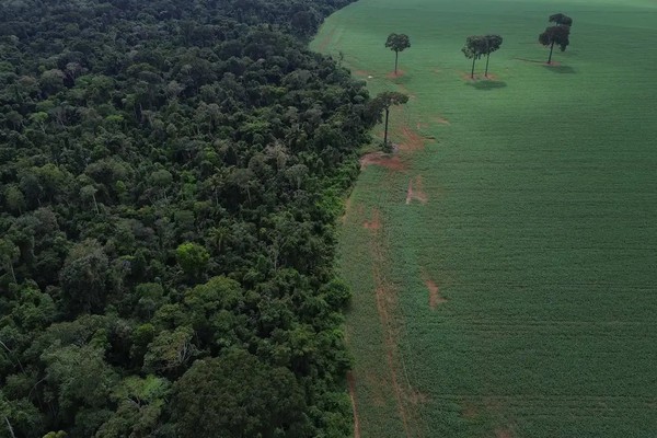 Brasil reduz em 42% perdas florestais em 2025, aponta estudo