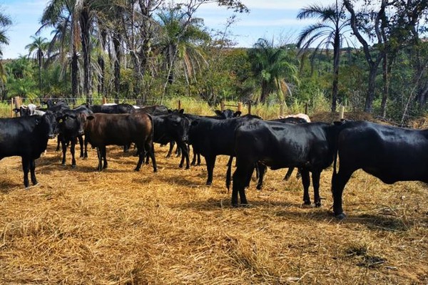 PC vai até propriedade rural e recupera mais 21 cabeças de gado produto de furto