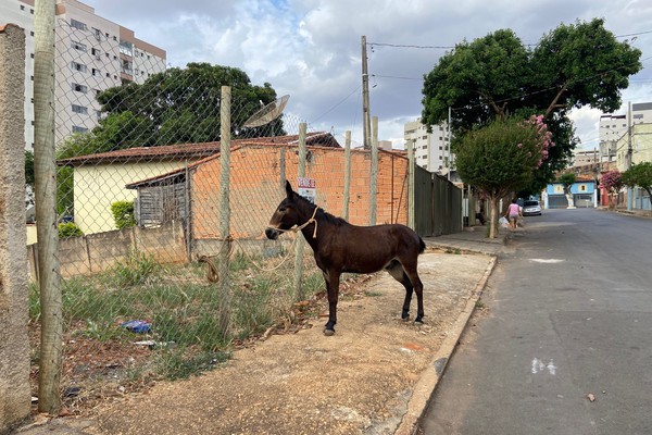 Inusitado! Burro caminha entre veículos no Centro de Patos de Minas e é capturado por moradores