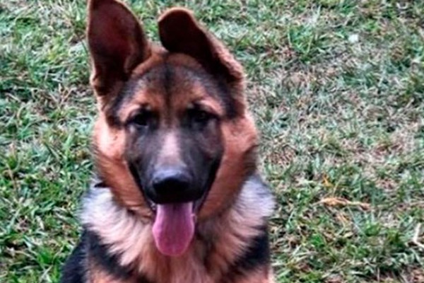 Laudo mostra que cadela Pastor Alemão foi assassinada com crueldade em Patos de Minas