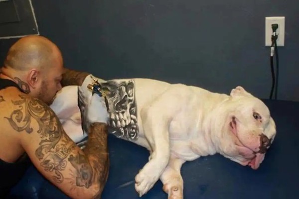 Governo sanciona lei que proíbe tatuagens e piercings em cães e gatos