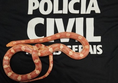 Cobra “Corn Snake” é apreendida em operação contra o tráfico de drogas em Rio Paranaíba