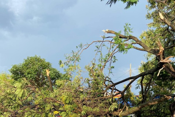 Três arvores caídas e dezenas de galhos quebrados: temporal de ontem acendeu alerta na cidade