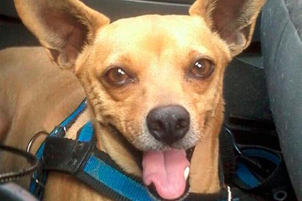 Família de São Gotardo oferece recompensa de R$ 500,00 para quem encontrar cão que fugiu de clínica