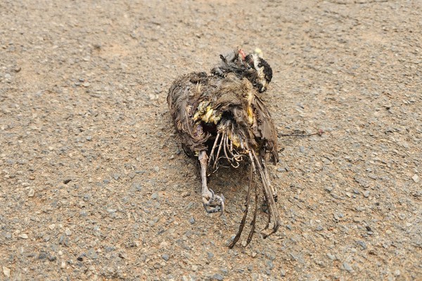 Pássaro provoca curto-circuito na rede da Cemig e deixa dezenas de imóveis sem energia