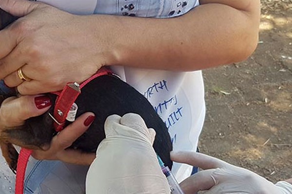 Vacinação contra raiva em Patos de Minas começa na próxima segunda-feira pela zona rural