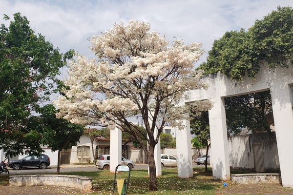 Ipê Branco coberto de flores encanta quem passa pela Praça Irmão Sol em Patos de Minas