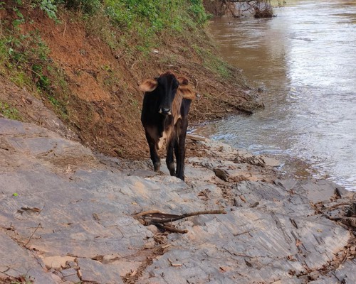 Bombeiros escavam rampa na enxada para salvar boi ilhado no Rio Paranaíba, em Patos de Minas