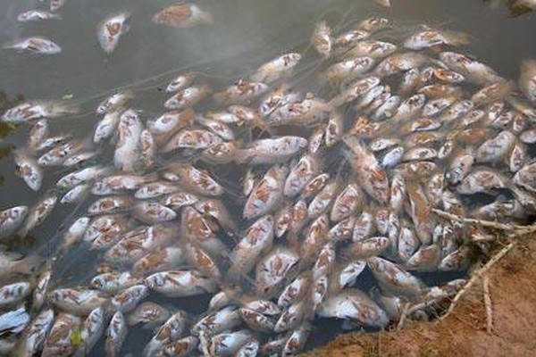 Técnicos da SEMAD vão investigar mortandade de peixes em Patos de Minas