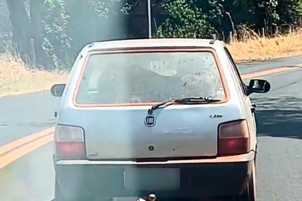 Bezerro é flagrado sendo transportado em porta-malas de Uno em rodovia